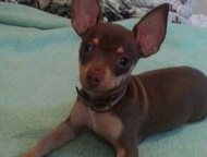 ��������� ��� ������ ��������� ��� ������ ������� 3 ������, ����������. �������� �� ��������. �����, �������. ��� ���. � ������� ��������., ������� - ������� �����,  ������