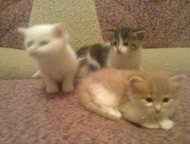 Березники: отдам котят отдам котят от ангорской кошки белая и рыжая кошки а темный мальчик