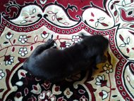       ,   -,  16. 11. 2015,  -  ,  