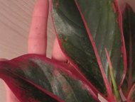      Aglaonema Silver King  Aglaonema Silver King ( )   (: costatum, immacul,  - 