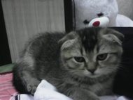 Шотландский котенок котенок, вислоухий, мальчик. , возраст 2 месяца, к лотку и когтеточке приучен, добрый и ласковый, очень ждет любящих хозяев, мама , Брянск - Продажа кошек и котят