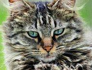 Котята от сибирской домашней кошки Котята от сибирской домашней кошки, осталось два котенка, черная девочка и серенький полосатый мальчик. к лотку при, Челябинск - Продажа кошек и котят