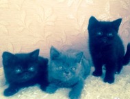 Шотландские котята Шотландская кошечка, шоколадного окраса, котик голубого окраса, котик шоколадного окраса. Родители с родословной. Возраст 2 мес. 
 , Челябинск - Продажа кошек и котят