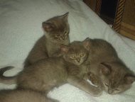 :       ,    sinbad morehod bjuemarins, 3 .   07. 03. 2015.