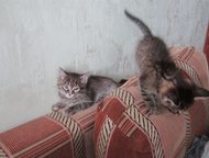    (  )    2     ,       ,  !   ,  -    