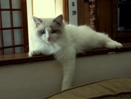 :   Ragdoll -     ,    -,    1, 5 .       ,   