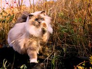 :   Ragdoll -     ,    -,    1, 5 .       ,   