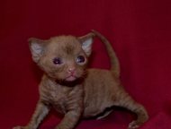 Devon Rex  DevAnna Rex        .   19  26  2015  .    ,,  -    