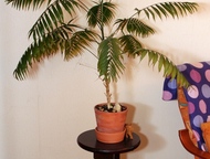 Пальма с подставкой Продам комнатную пальму с подставкой. Цена-6800руб, Екатеринбург - Растения