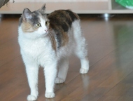 Екатеринбург: Отдам ласковую трехцветную кошку Пристраивается в добрые руки, в квартиру, юная (1 год) трехцветная кошка Маришка. Кастрирована. 
 Ходит в лоток с нап