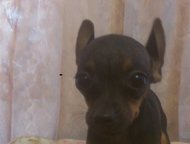  -,    -, ,   ,  , .,  -  ,  