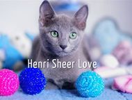 :       Sheer love//C     .     WCF, Inter Champion FIFE Rusblue