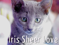 :       Sheer love//C     .     WCF, Inter Champion FIFE Rusblue