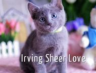 :       Sheer love//C     .     WCF, Inter Champion FIFE Rusblue