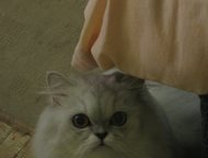          ,   .,  -   ()