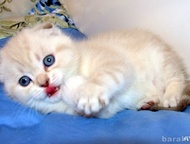 чистокровные шотландские котята малыши редчайшего колорного окраса с голубыми глазами. есть мальчики и девочки, вислоухие и страйты. Живут с мамой и п, Краснодар - Продажа кошек и котят