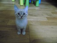 :      ,  ,   ,  , 3 .   .  . .