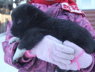 Красноярск: Продам щенков среднеазиатской овчарки (алабая) Щенки среднеазиатской овчарки (алабая). 20. 11. 2015г. рождения, с документами РКФ, готовы к переезду в