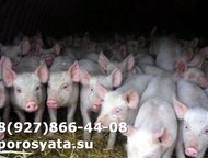 �������� �� ������� �������� � ����� ����. ������ ������� �����+�������. ��� �� 5-6 ��. ( ��������������, ������ ����������, ��� ��������) ��� �������, �����-7 (��������-20) - ������ ��������