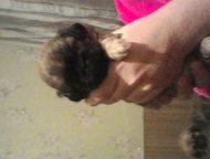    ,   4 ,  , .     .,  -  ,  
