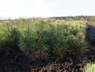 ,  , 10-15     -    (Pinus sylvestris)  , , ,  - 