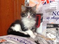 :     - Silver Blossom ,  ,   , . . 18. 01. 2015.    . 