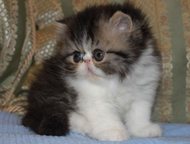:         Lumicat  .       .    ,  