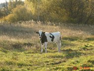 :  ,  90  -     250      90   ,  , 250 .  