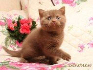 :     Cats Style      ,  ()   