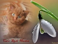 :     Cats Style      ,  ()   