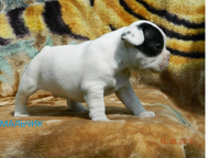 :        -  .  17. 05. 15.  - Zecudas Busher Pljus Bugatti (  , 