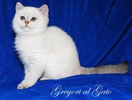           
  Gregori al Gato 
  ,  -    