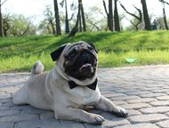            . . .      Mops. by - ,  -  