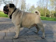 :            . . .      Mops. by - 