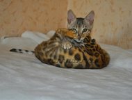 :    Elite kitties,   ,  . 
    
     , 