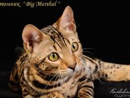 :      Big Marshal  .   -     ! , ,