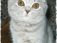 :            Scottish Fold & Scottish Straight,   