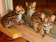          . 
 (Leopard Cat, Prionailurus bengalensis)
   ,  -    