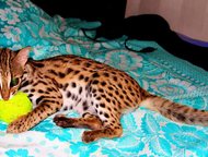 :          . 
 (Leopard Cat, Prionailurus bengalensis)
   