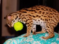 :          . 
 (Leopard Cat, Prionailurus bengalensis)
   