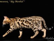     Big Marshal  .   -     ! , ,,  -    