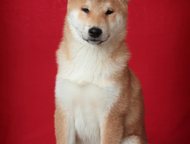  - (-) 14  2015      makani hauoli shiba (. )  sakurahime go taishi izumoyado (. ,  -  ,  