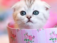        Scottish Fold     ,   .   19,  -    