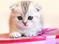 :        Scottish Fold     ,   .   19