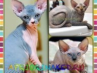:        AprioriNaked   -  ,    