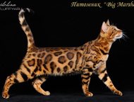 :      Big Marshal  . 
   -     . 
 , 
