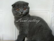 :          -   ( Scottish Fold & Scottish Straight)