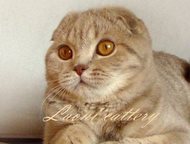          -   ( Scottish Fold & Scottish Straight),  -    