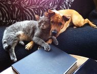 Приючу бездомных кошек и собак У меня есть свой приют для бездомных животных. И я хочу приютить их, кошку или собаку. Если у кого-то в подъезде бегают, Москва - Продажа кошек и котят