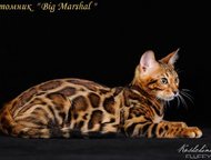      Big Marshal  . 
   -     ! 
 , ,  -    